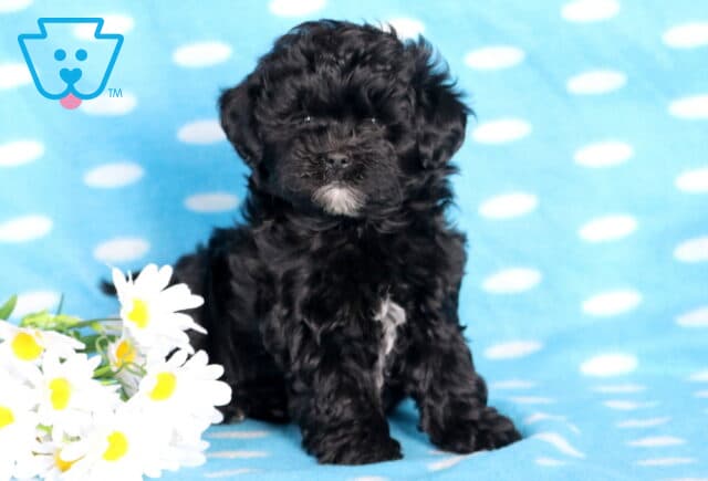 Blake Shihpoo image