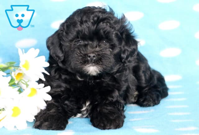 Blake Shihpoo2 image