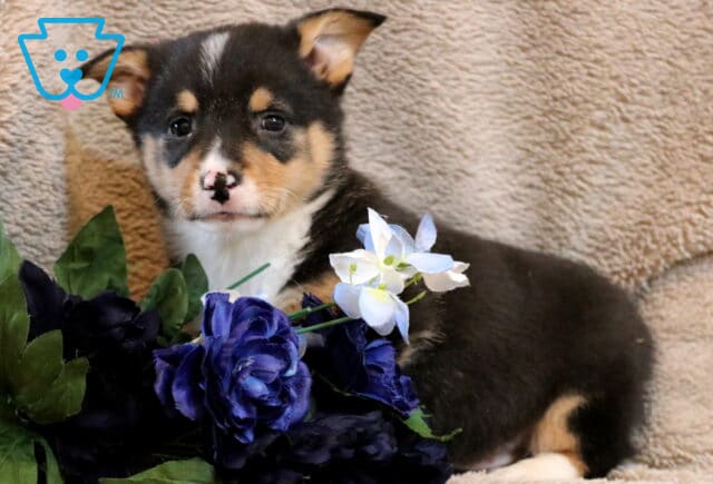 Blaze Corgi image