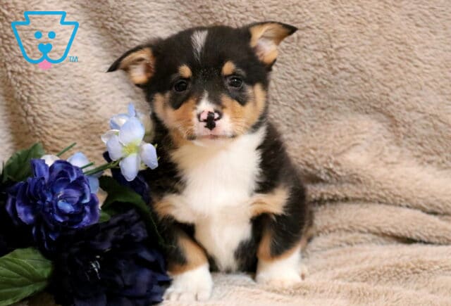 Blaze Corgi2 image