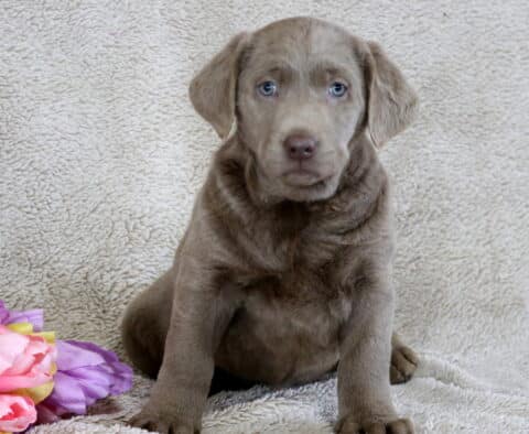 Bliss Silver Lab