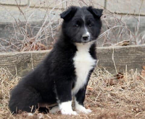 Blossom Border Collie Mix