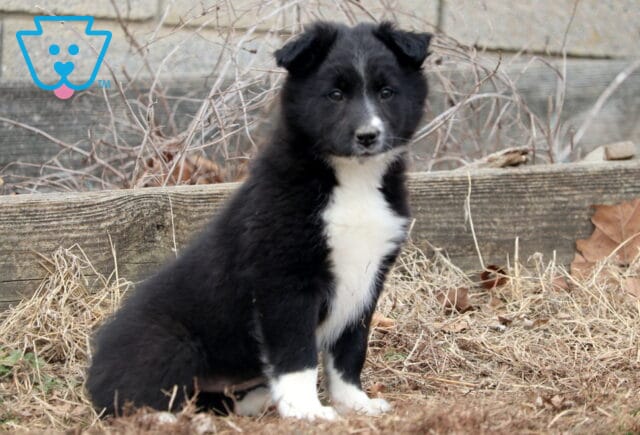 Blossom Border Collie Mix image