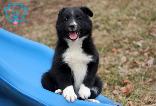 Blossom Border Collie Mix2 image