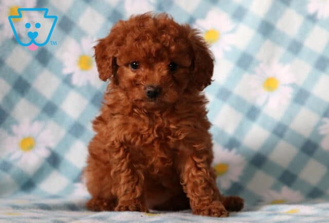 Blossom Cavapoo image