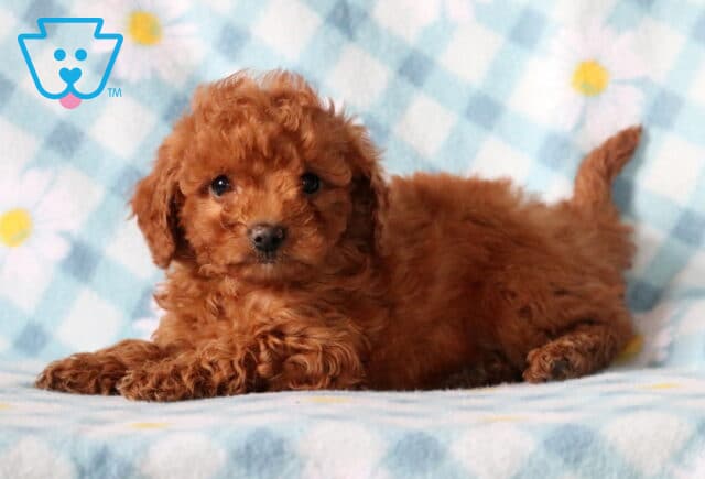 Blossom Cavapoo2 image