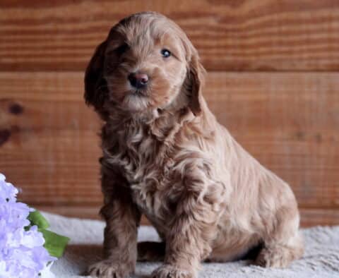Blossom Cockapoo