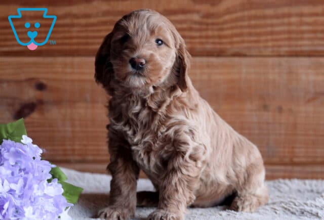 Blossom Cockapoo image