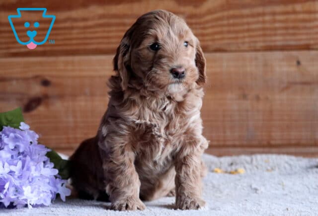 Blossom Cockapoo2 image