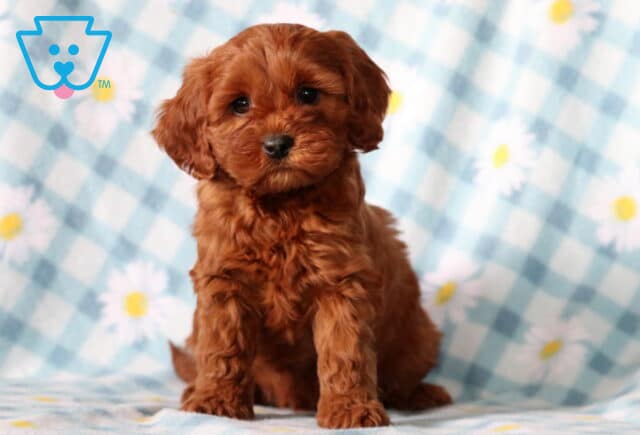 Blue Cavapoo image