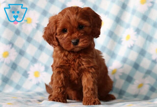 Blue Cavapoo2 image