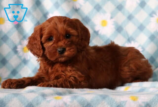 Blue Cavapoo3 image