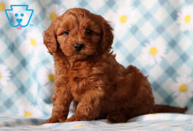 Bones Cavapoo image