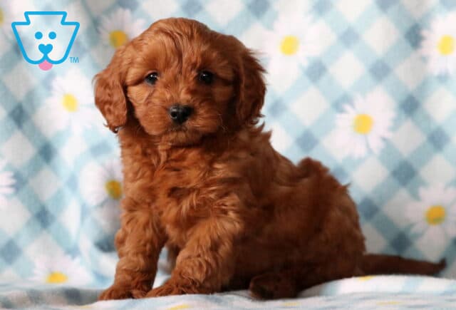 Bones Cavapoo2 image