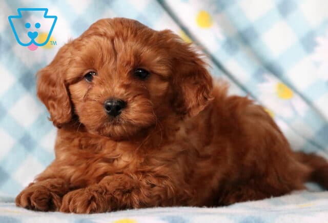 Bones Cavapoo3 image