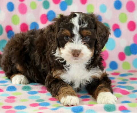 Brittany Mini Bernedoodle2