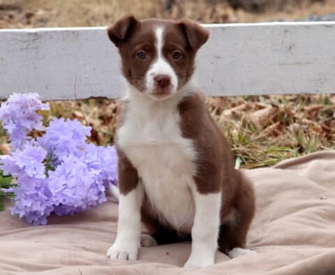 Brook Border Collie Mix