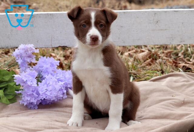 Brook Border Collie Mix image
