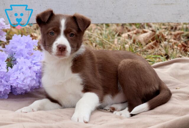 Brook Border Collie Mix2 image