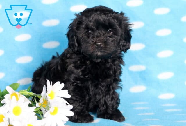 Bubba Shihpoo image