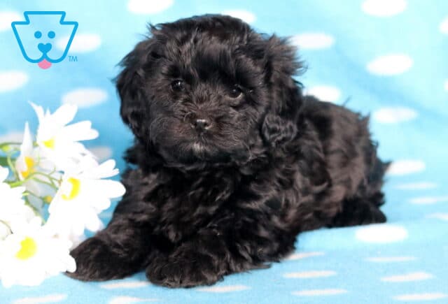 Bubba Shihpoo2 image