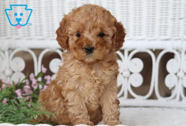 Bubblegum Cavapoo image