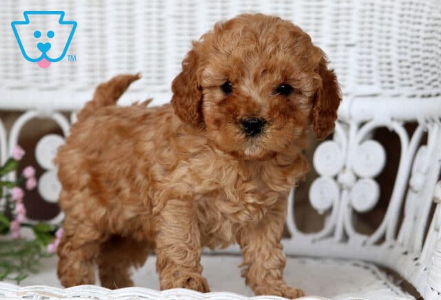 Bubblegum Cavapoo2 image