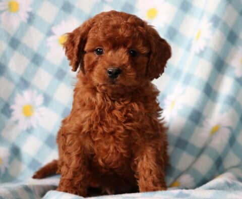 Buck Cavapoo