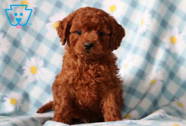 Buck Cavapoo image