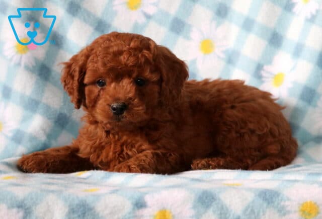 Buck Cavapoo2 image