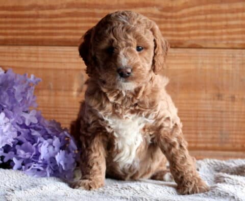 Bugsy Cockapoo