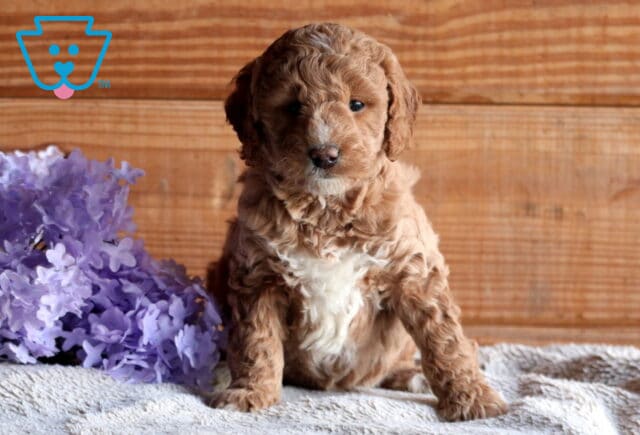 Bugsy Cockapoo image