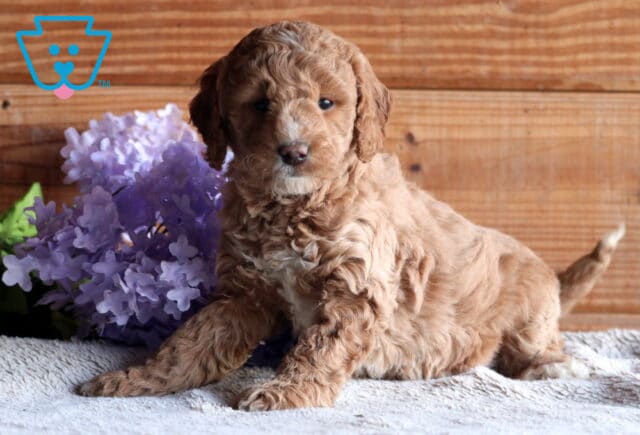 Bugsy Cockapoo2 image