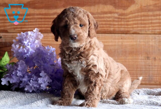Bugsy Cockapoo3 image