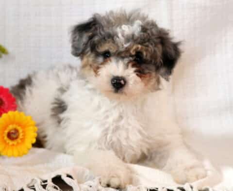 Calvin Toy Poodle2