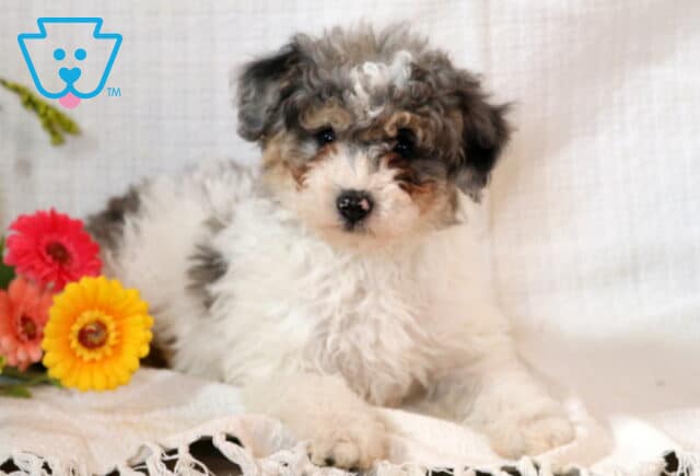 Calvin Toy Poodle2 image