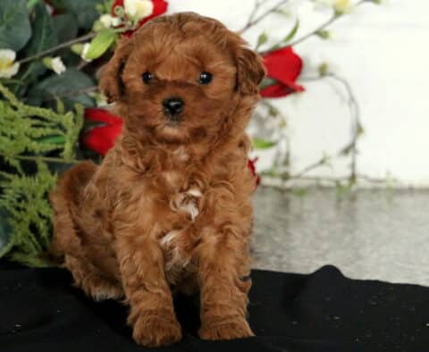 Cara Cavapoo