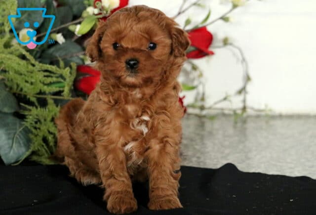 Cara Cavapoo image
