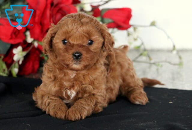 Cara Cavapoo2 image