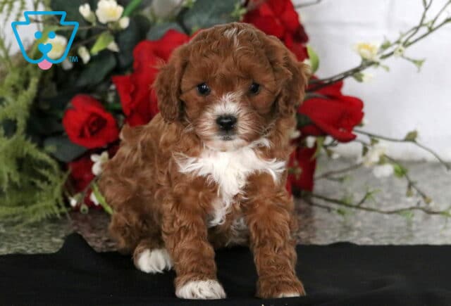 Carter Cavapoo image