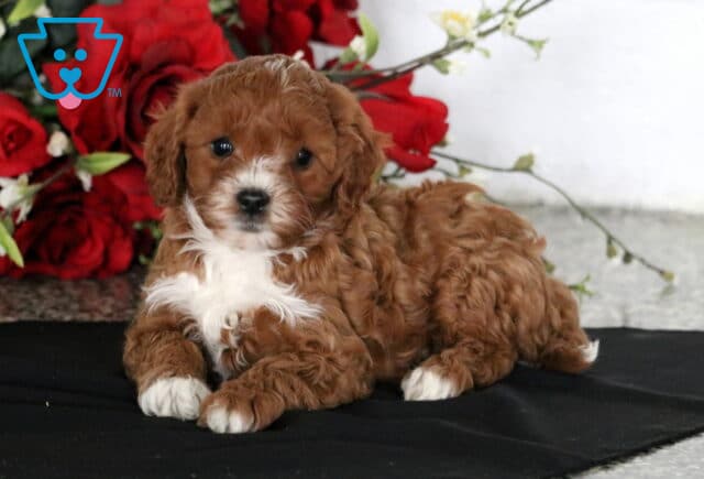Carter Cavapoo2 image