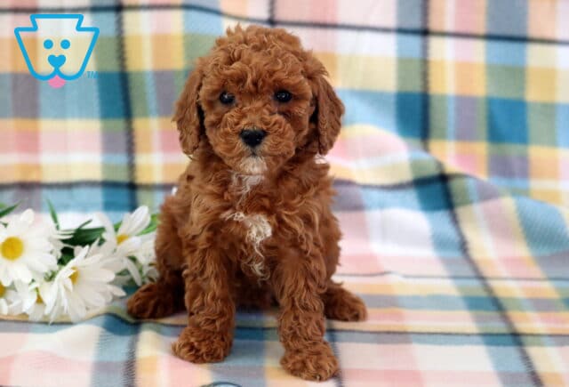Cassie Mini Poodle image