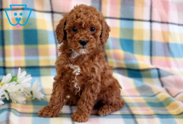 Cassie Mini Poodle2 image