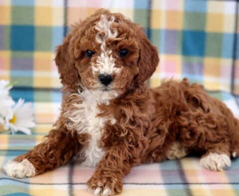Charm Mini Poodle