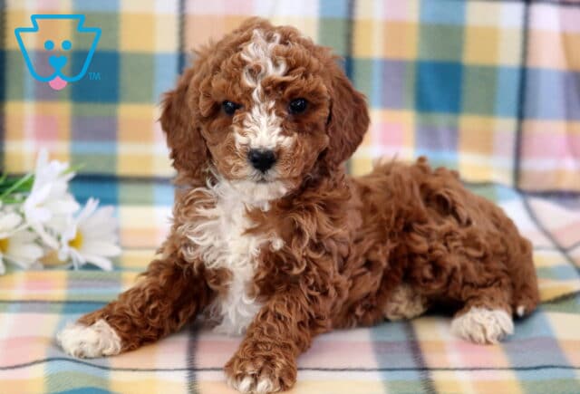 Charm Mini Poodle image