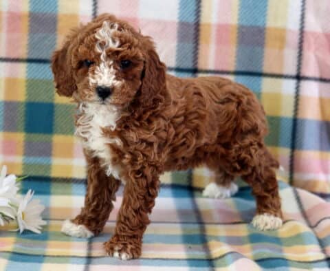 Charm Mini Poodle2