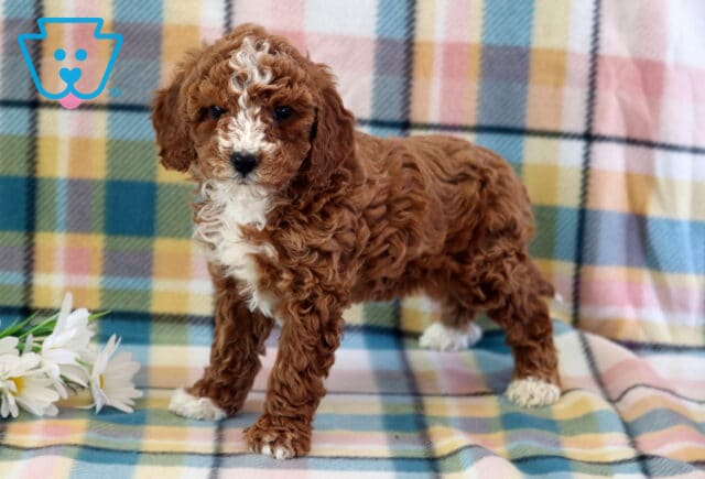 Charm Mini Poodle2 image