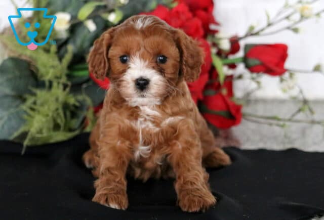 Cheerio Cavapoo image