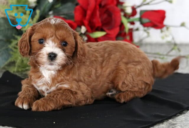 Cheerio Cavapoo2 image