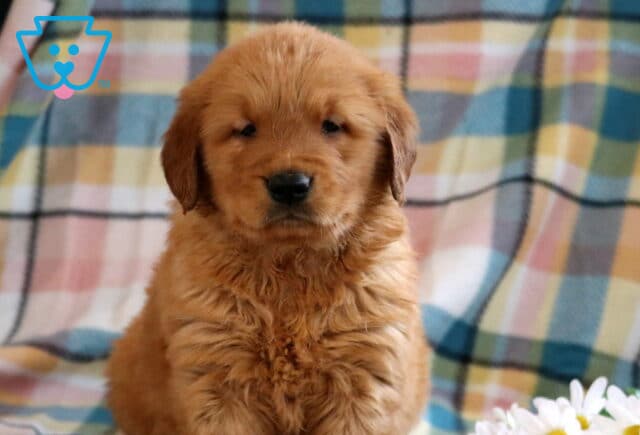 Chip Golden image